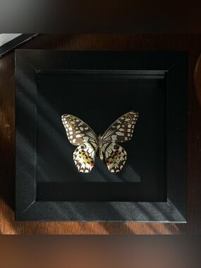 Framed lime swallowtail butterfly specimen